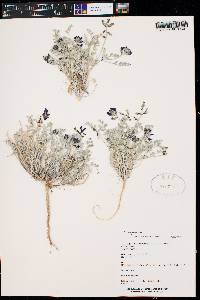 Astragalus amphioxys var. musimonum image