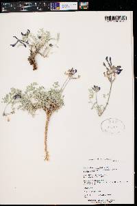 Astragalus missouriensis image