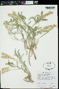 Astragalus bisulcatus var. haydenianus image