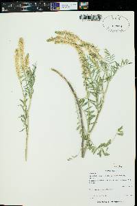 Astragalus bisulcatus var. haydenianus image