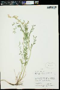 Astragalus bisulcatus var. major image