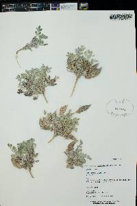 Astragalus chamaeleuce image