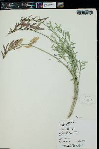 Astragalus coltoni image