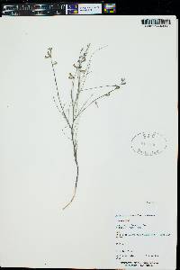 Astragalus convallarius image