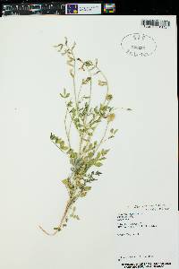 Astragalus preussii image