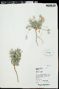 Astragalus desperatus var. petrophilus image