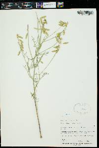 Astragalus filipes image