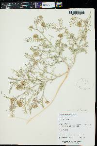 Astragalus fucatus image