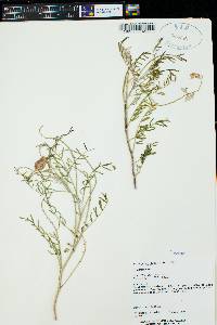 Astragalus fucatus image