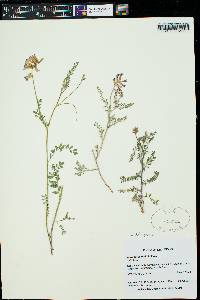 Astragalus hallii image