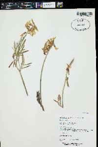 Astragalus hamiltonii image