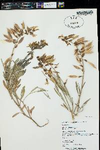 Astragalus hamiltonii image