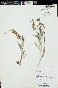 Astragalus hamiltonii image