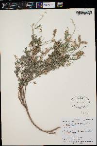 Astragalus humistratus var. hosackiae image
