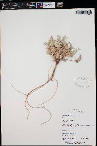 Astragalus laccoliticus image