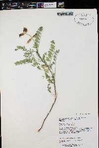 Astragalus lentiginosus var. palans image