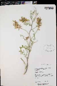 Astragalus lentiginosus var. palans image