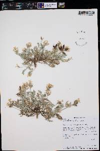 Astragalus lotiflorus image