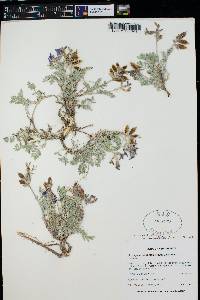 Astragalus missouriensis image