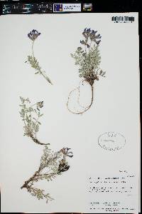 Astragalus missouriensis image