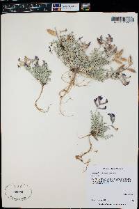 Astragalus missouriensis image