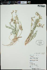 Astragalus mollissimus image