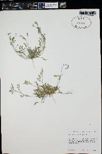 Astragalus nuttallianus var. austrinus image