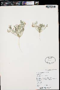 Astragalus nuttallianus image