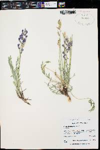 Oxytropis lambertii image