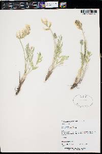 Oxytropis sericea image