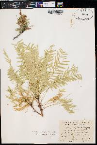 Prosopis glandulosa var. torreyana image