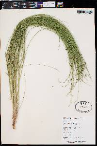 Ladeania juncea image