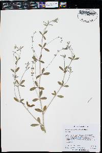 Pediomelum tenuiflorum image