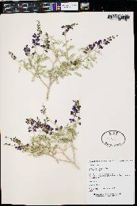 Psorothamnus thompsoniae image