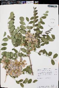 Robinia neomexicana var. neomexicana image