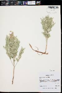 Sophora stenophylla image