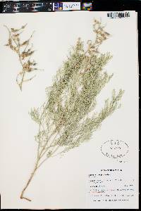 Sophora stenophylla image