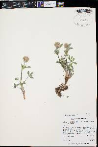 Trifolium rusbyi image