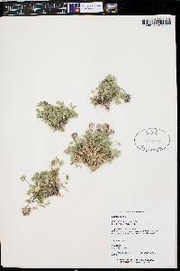 Trifolium andersonii image