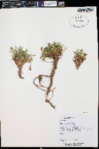 Trifolium nanum image