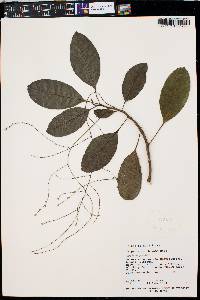 Charpentiera obovata image