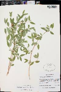 Philadelphus microphyllus image