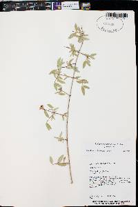 Philadelphus microphyllus image