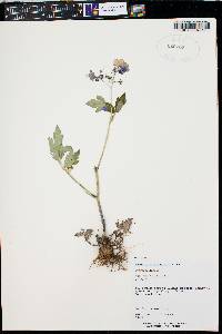 Phacelia bipinnatifida image