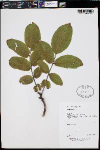 Juglans regia image