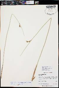 Juncus balticus subsp. ater image