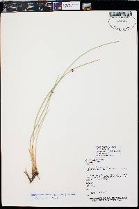 Juncus balticus subsp. ater image