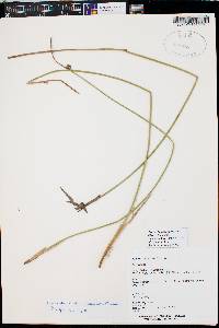 Juncus balticus subsp. ater image