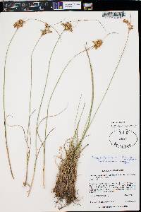 Juncus interior image