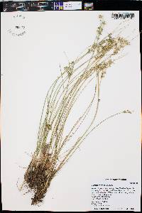 Juncus interior image